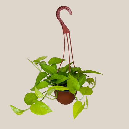 Pothos Neon Hanging Basket (Epipremnum Aureum 'Neon') - 6 Inch Indoor Houseplant