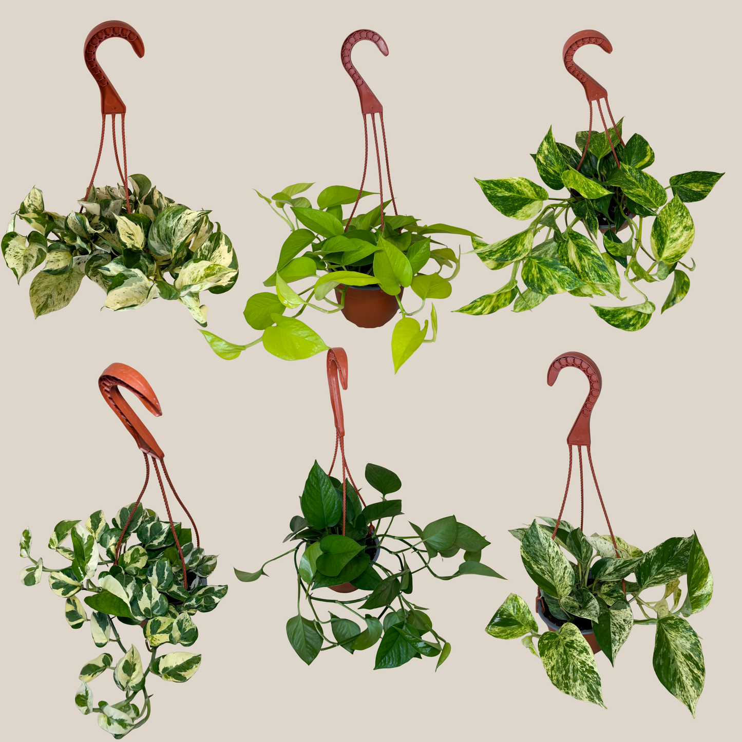Mystery Pothos 4 Pack - 6 Inch Indoor Houseplants