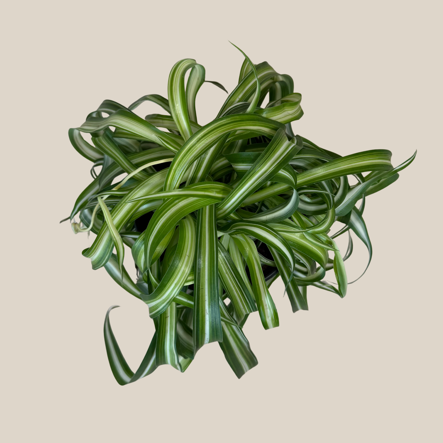 Spider Curly (Chlorophytum Comosum 'Bonnie') - 6 Inch Indoor Houseplant