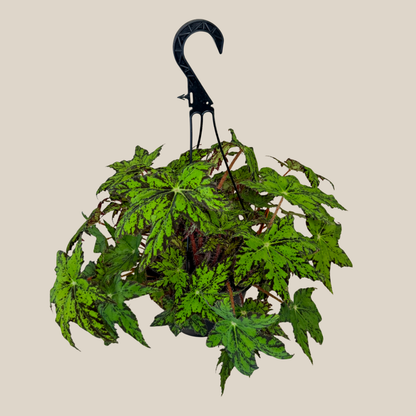 Begonia Geometry Hanging Basket (Begonia Rex-Cultorum 'Geometry') - 8 Inch Indoor Houseplant