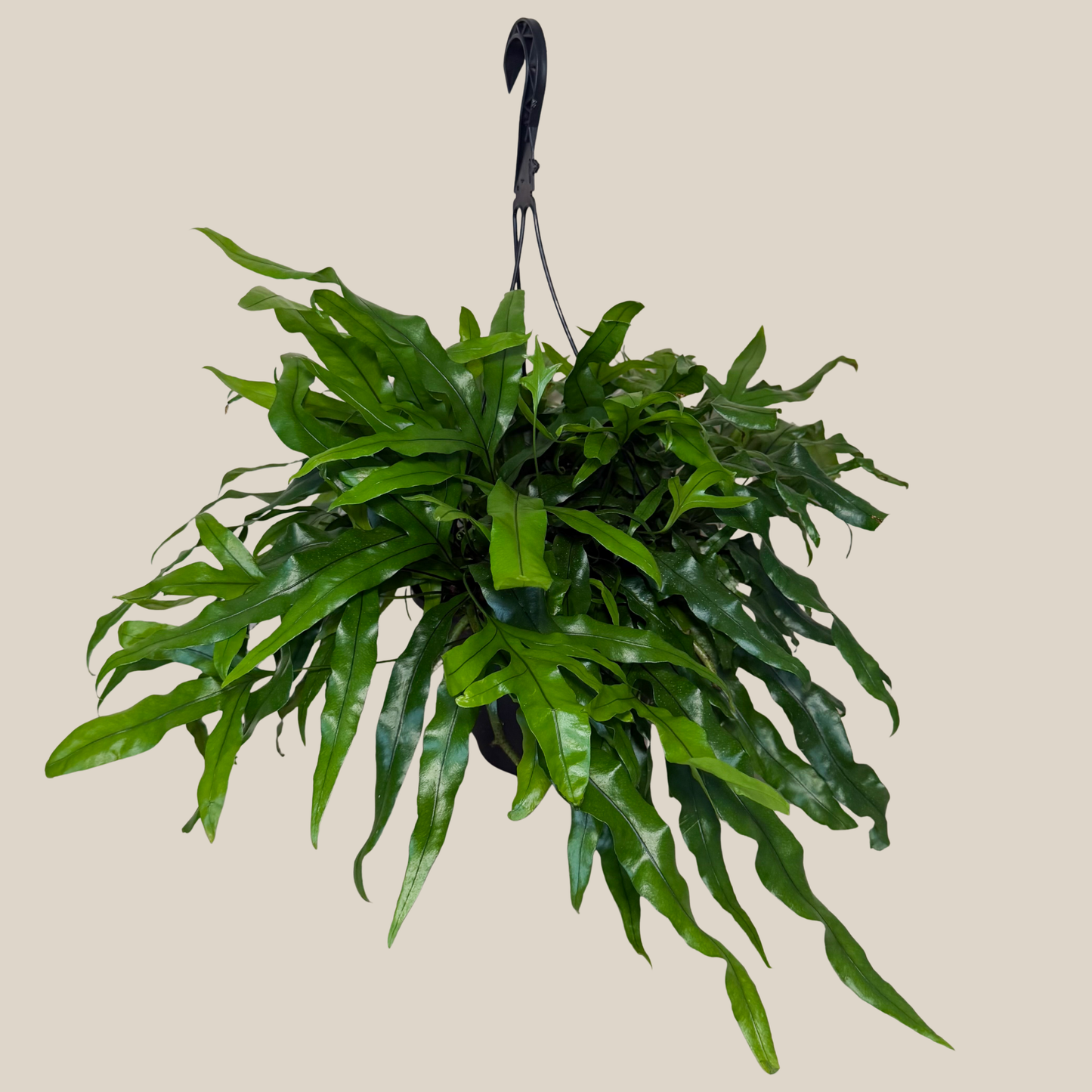 Kangaroo Paw Footed Fern Hanging Basket (Microsorum Diversifolium) - 8 Inch Indoor Houseplant