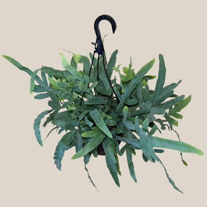 Blue Star Footed Fern Hanging Basket (Phlebodium Aureum) - 8 Inch Indoor Houseplant