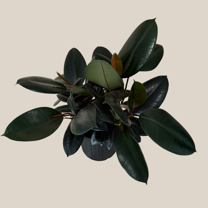 Burgundy Rubber Plant (Ficus Elastica 'Burgundy') - 8 Inch Indoor Houseplant