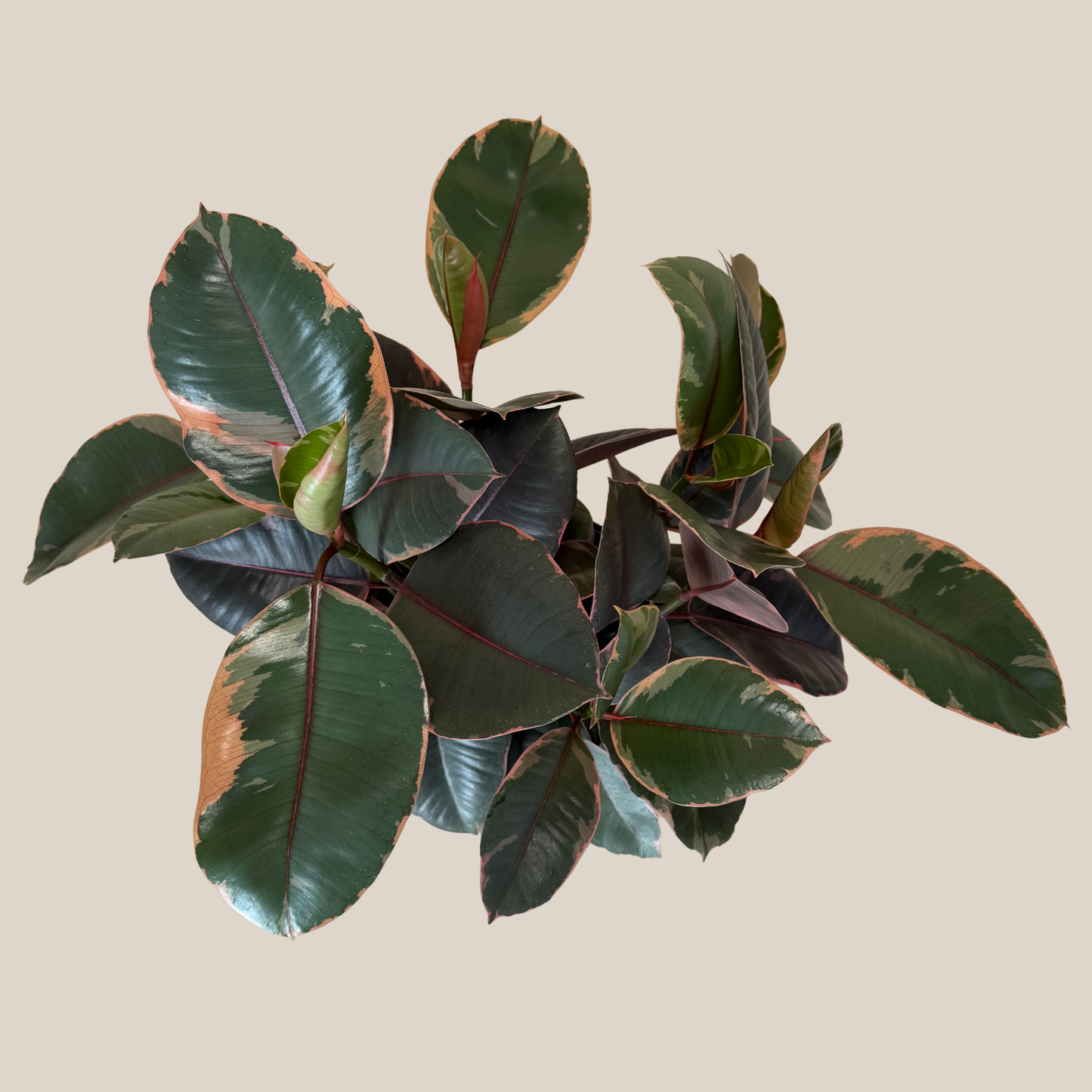 Ruby Rubber Tree (Ficus Elastica�'Ruby') - 8 Inch Indoor Houseplant
