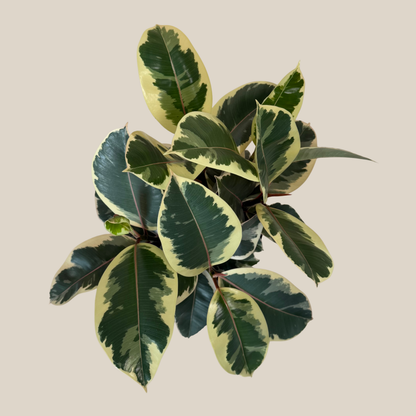 Variegated Rubber Tree (Ficus Elastica 'Tineke') - 8 Inch Indoor Houseplant