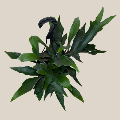 Staghorn Netherlands Fern Hanging Basket (Platycerium Bifurcatum 'Netherlands') - 8 Inch Indoor Houseplant