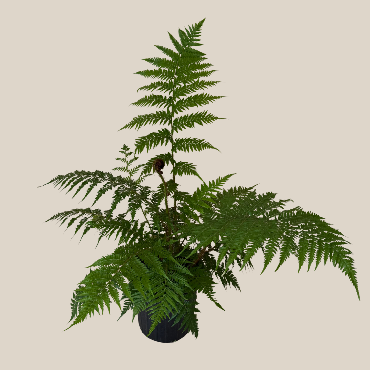 Australian Tree Fern (Cyathea Cooperi) - 8 Inch Indoor Houseplant