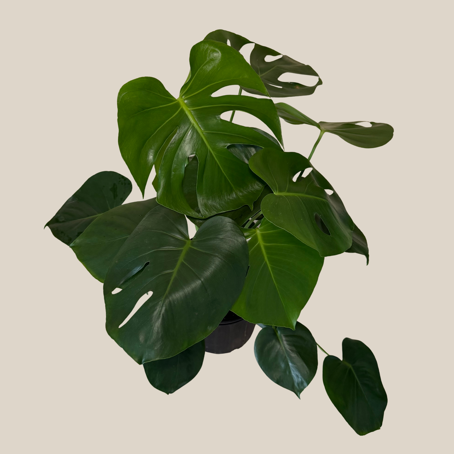 Monstera Deliciosa - 8 Inch Indoor Houseplant
