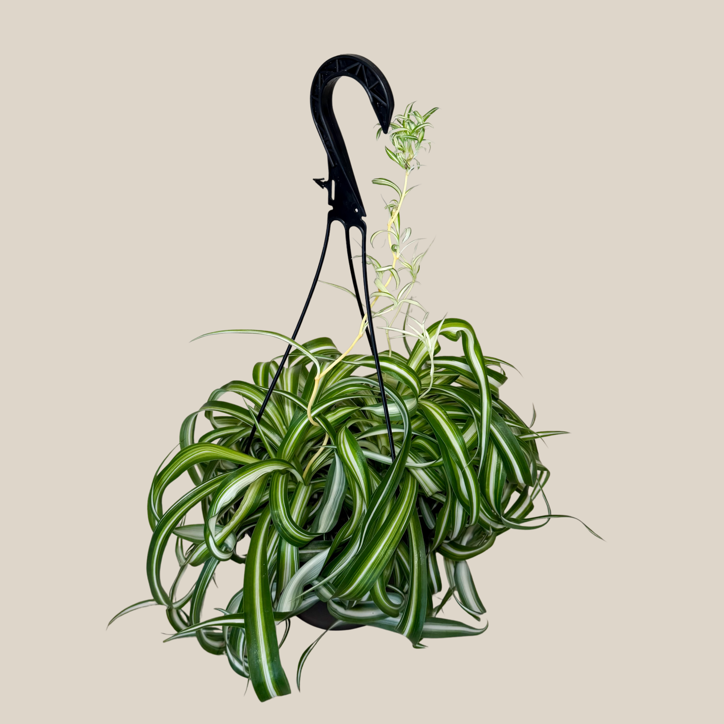 Spider Curly Hanging Basket (Chlorophytum Comosum 'Bonnie') - 8 Inch Indoor Houseplant