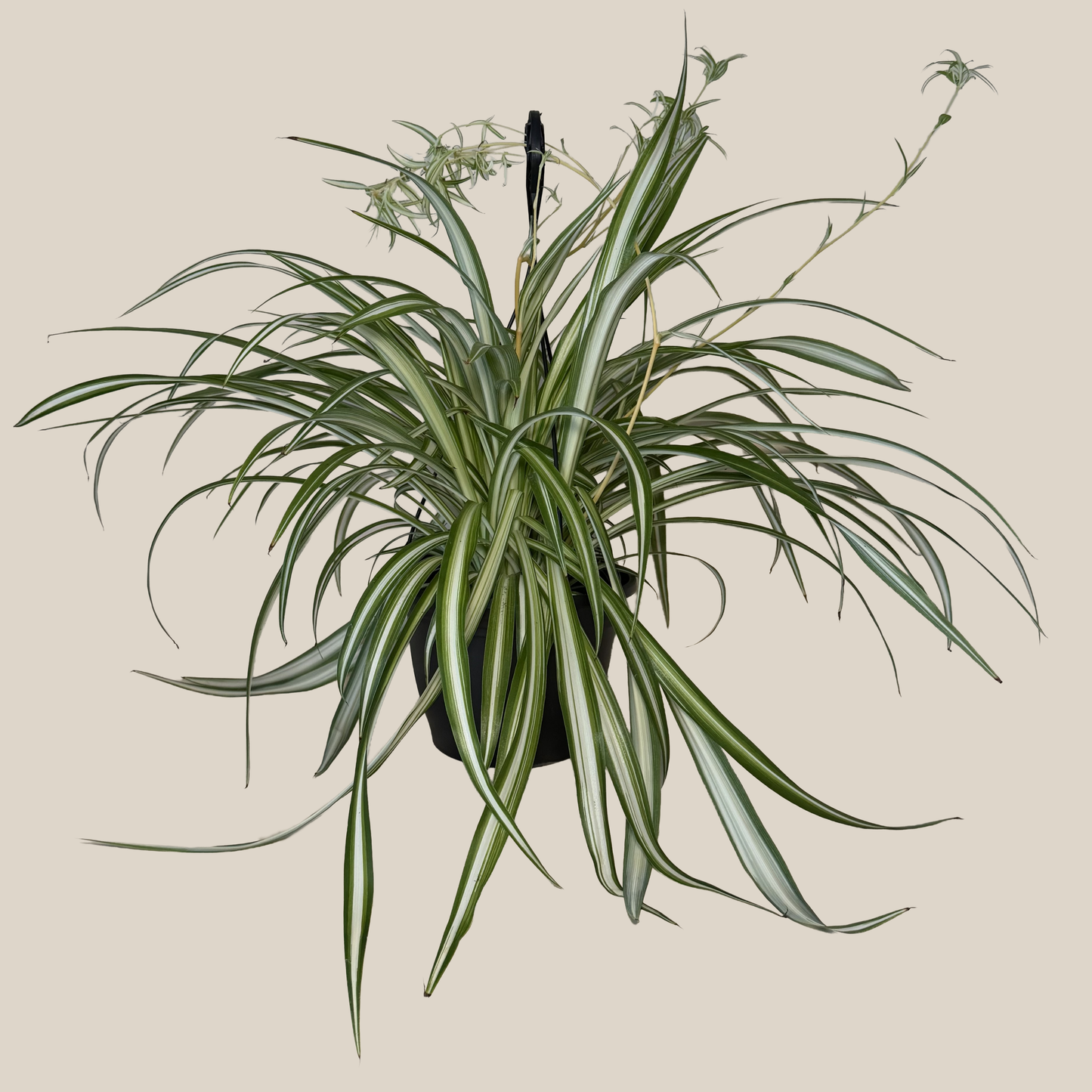 Spider Variegated Hanging Basket (Chlorophytum Comosum 'Vittatum') - 8 Inch Indoor Houseplant