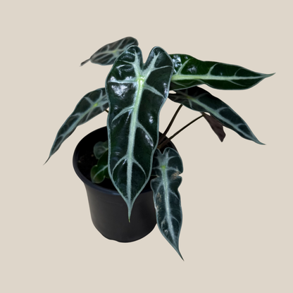Alocasia Bambino (Alocasia Amazonica 'Bambino') - 4 Inch Indoor Houseplant
