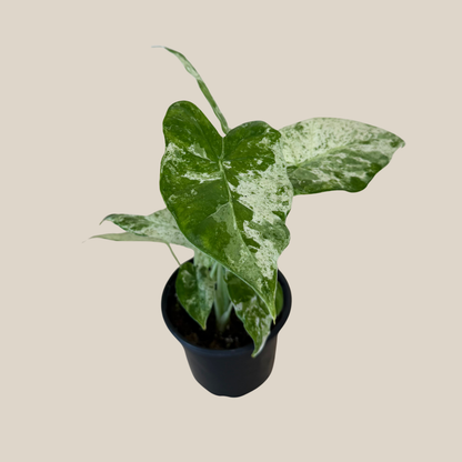 Alocasia Blizzard (Alocasia Odora 'Batik Blizzard') - 4 Inch Indoor Houseplant