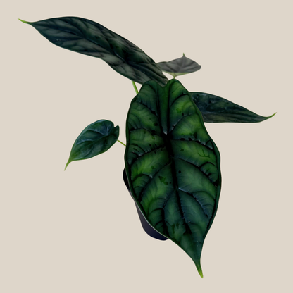 Alocasia Dragon Scale (Alocasia Baginda 'Dragon Scale') - 4 Inch Indoor Houseplant