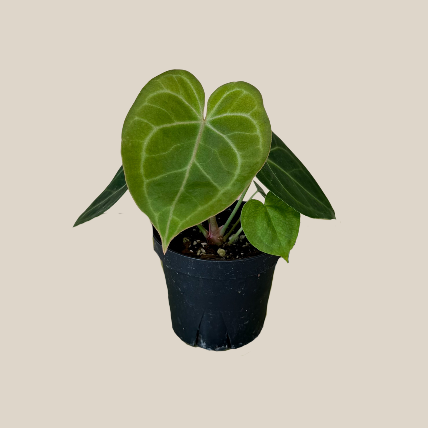 Anthurium Clarinervium Hybrid - 4 Inch Indoor Houseplant
