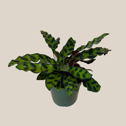 Calathea Rattlesnake (Calathea Lancifolia Goeppertia Insignis) - 4 Inch Indoor Houseplant