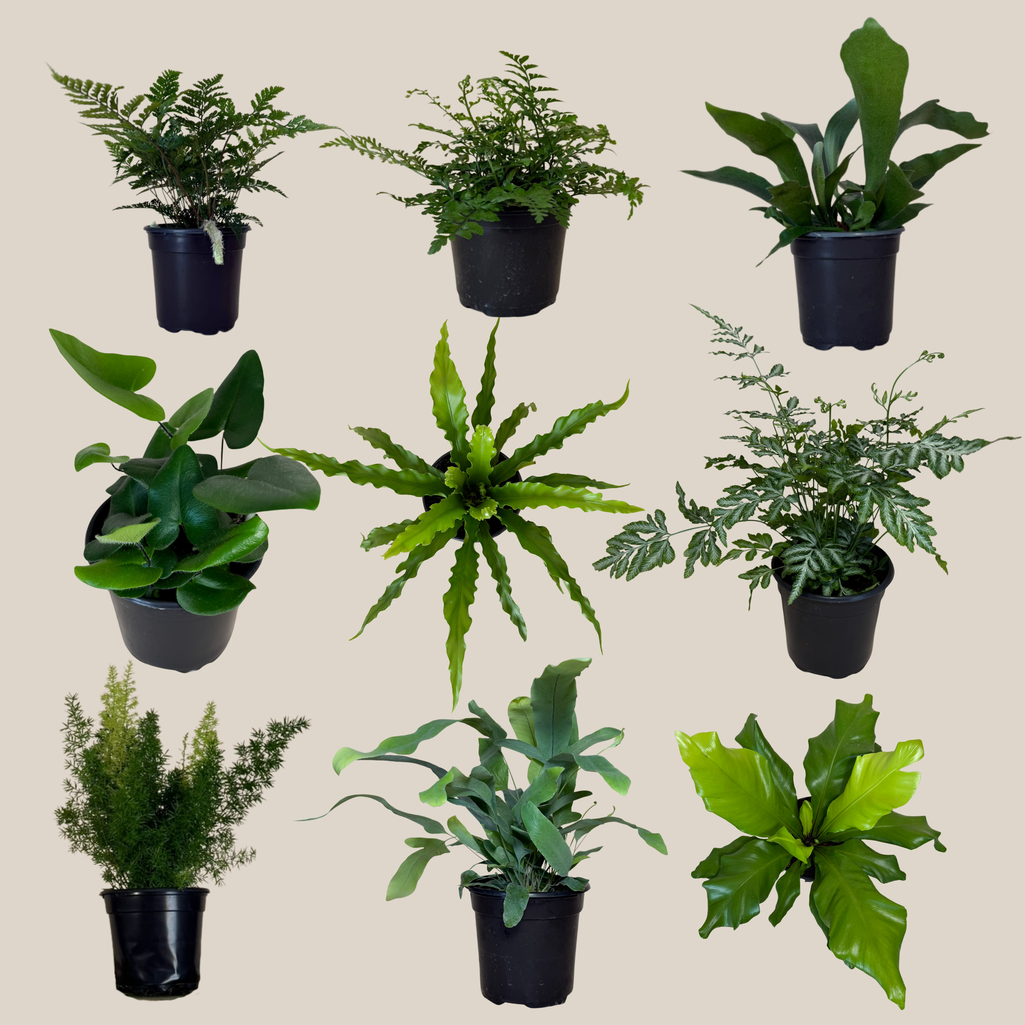 Mystery Ferns 2 Pack - 4 Inch Indoor Houseplants