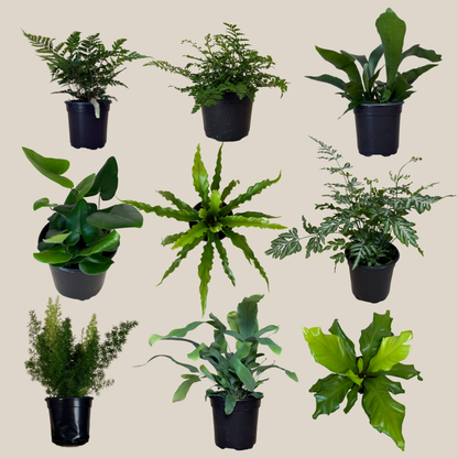 Mystery Ferns 4 Pack - 4 Inch Indoor Houseplants