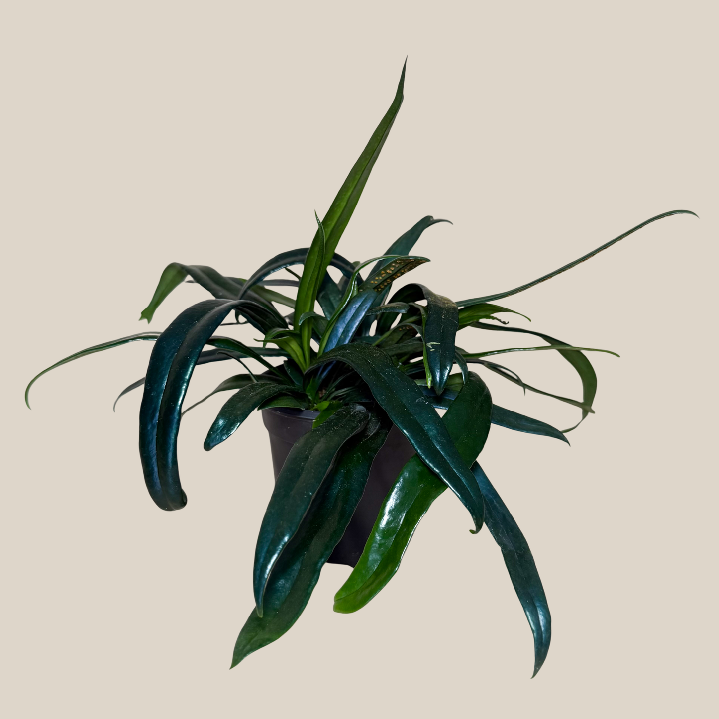 Blue Oil Fern (Microsorum Thailandicum) - 4 Inch Indoor Houseplant