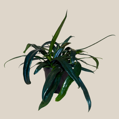 Blue Oil Fern (Microsorum Thailandicum) - 4 Inch Indoor Houseplant