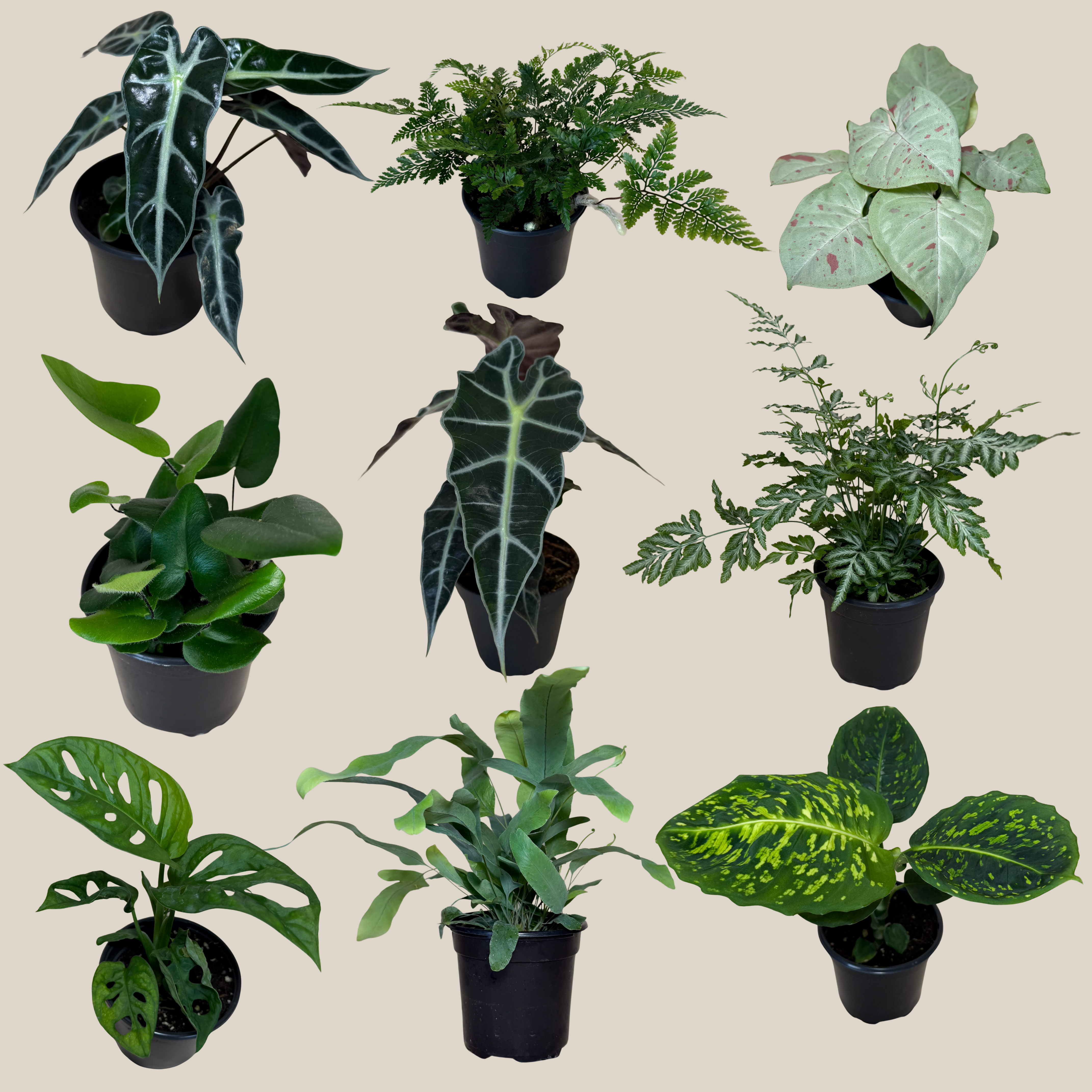 Fern & Foliage Mystery Houseplant 2 Pack - 4 Inch Indoor Houseplants