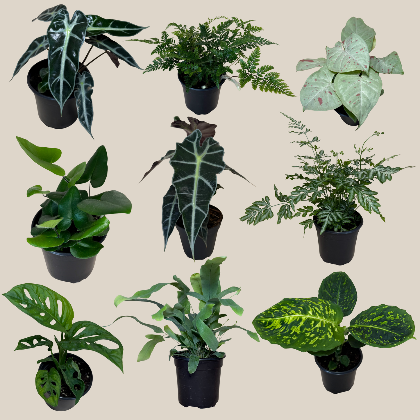 Fern & Foliage Mystery Houseplant 4 Pack - 4 Inch Indoor Houseplants