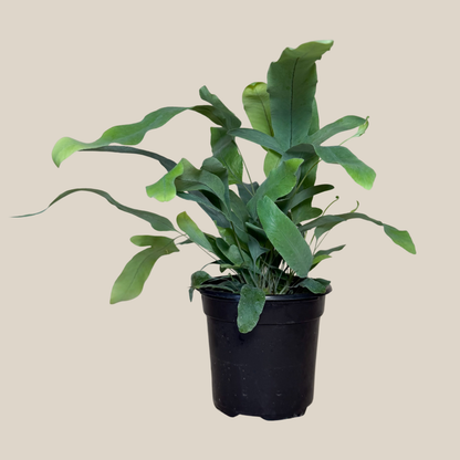 Blue Star Footed Fern (Phlebodium Aureum 'Blue Star') - 4 Inch Indoor Houseplant