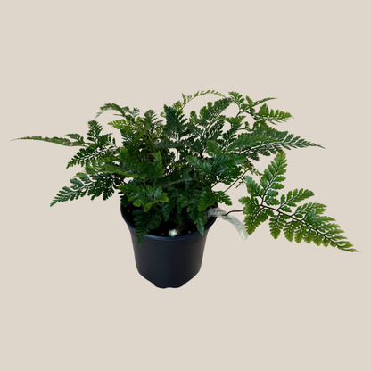 Rabbits Foot Footed Fern (Davallia Fejeensis) - 4 Inch Indoor Houseplant