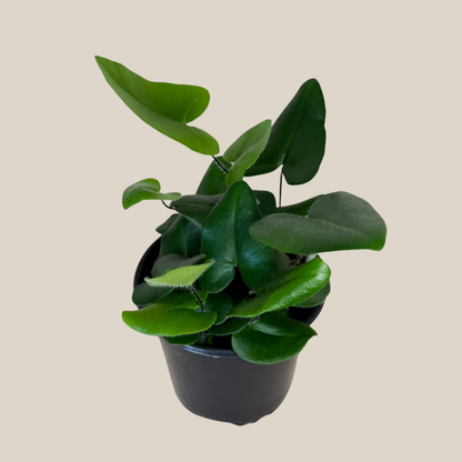 Heart Fern (Hemionitis Arifolia) - 4 Inch Indoor Houseplant