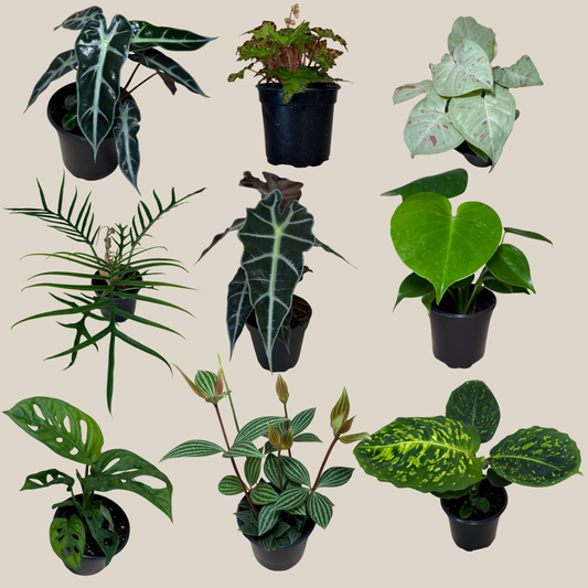 Mystery Foliage 2 Pack - 4 Inch Indoor Houseplants