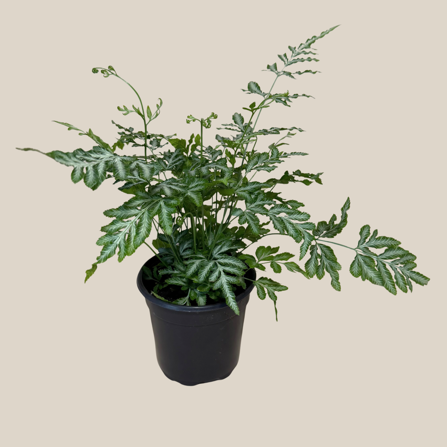 Silver Lace Fern (Pteris Ensiformis 'Evergemiensis') - 4 Inch Indoor Houseplant