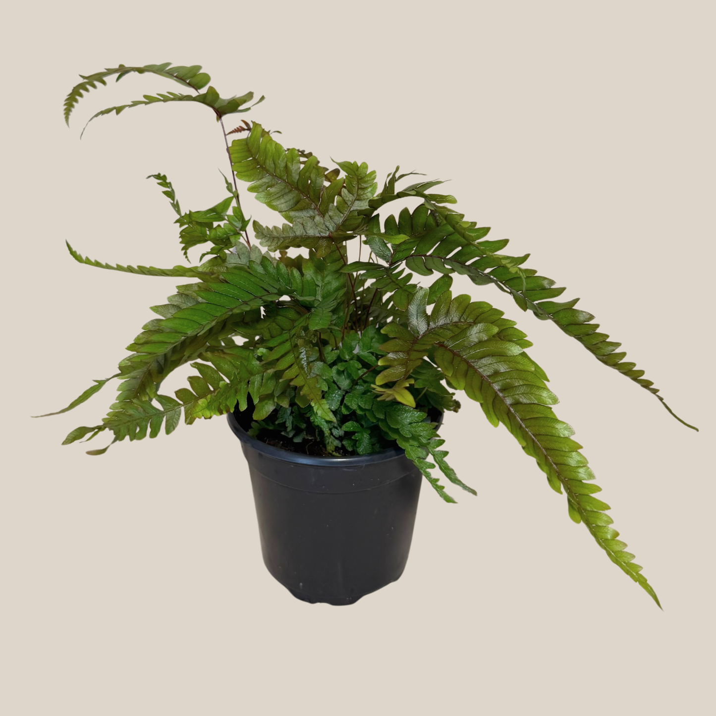 Tri-Color Fern (Pteris Quadriaurita 'Tricolor') - 4 Inch Indoor Houseplant