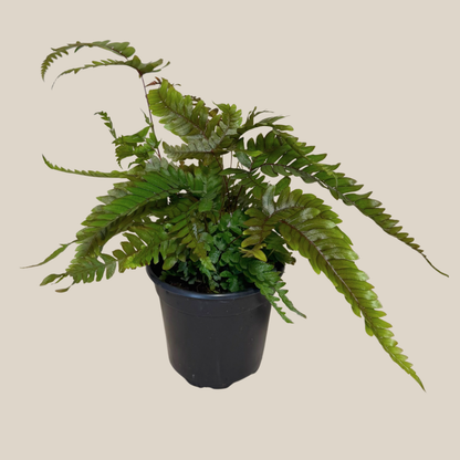 Tri-Color Fern (Pteris Quadriaurita 'Tricolor') - 4 Inch Indoor Houseplant