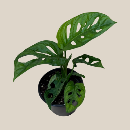 Swiss Cheese Plant (Monstera Adansonii 'Wide Form') - 4 Inch Indoor Houseplant