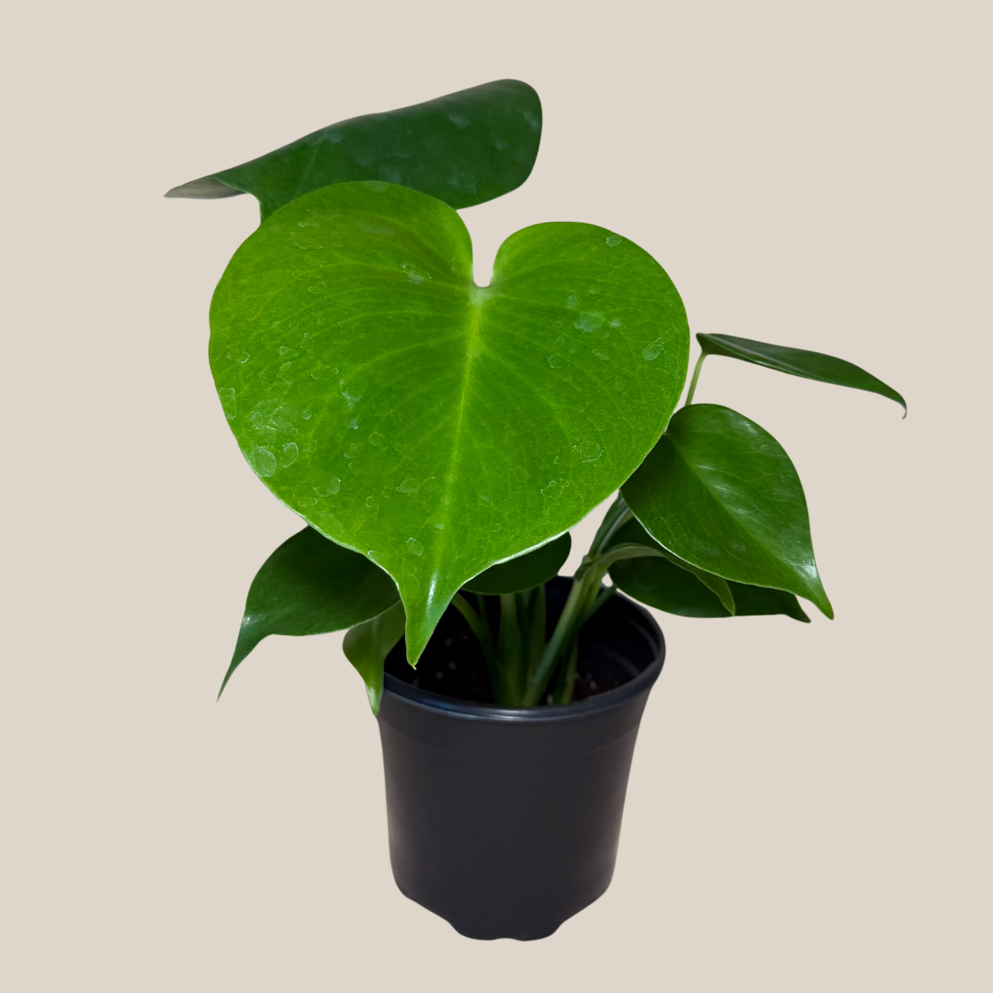 Monstera Deliciosa - 4 Inch Indoor Houseplant