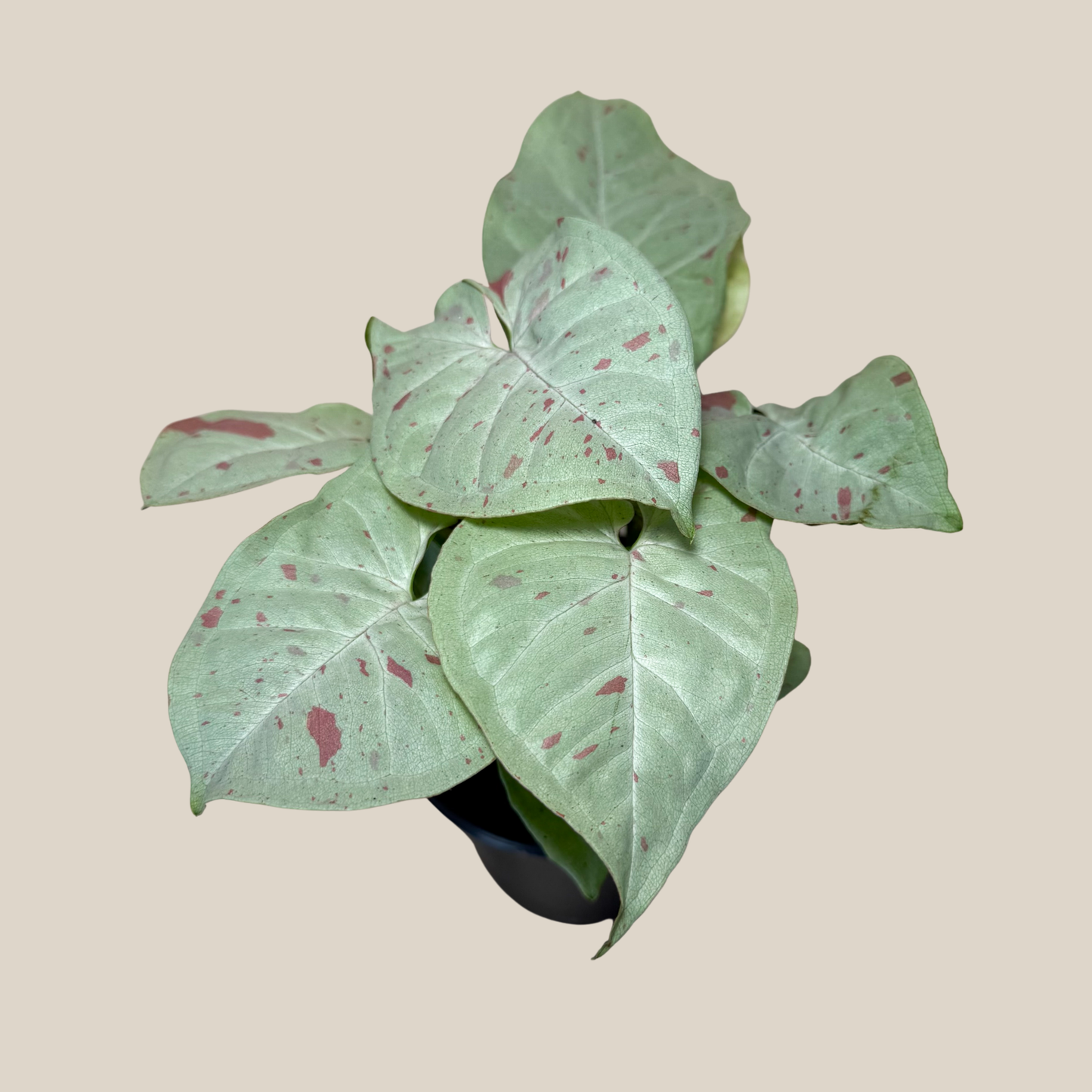 Syngonium Milk Confetti (Syngonium Podophyllum 'Milk Confetti') - 4 Inch Indoor Houseplant