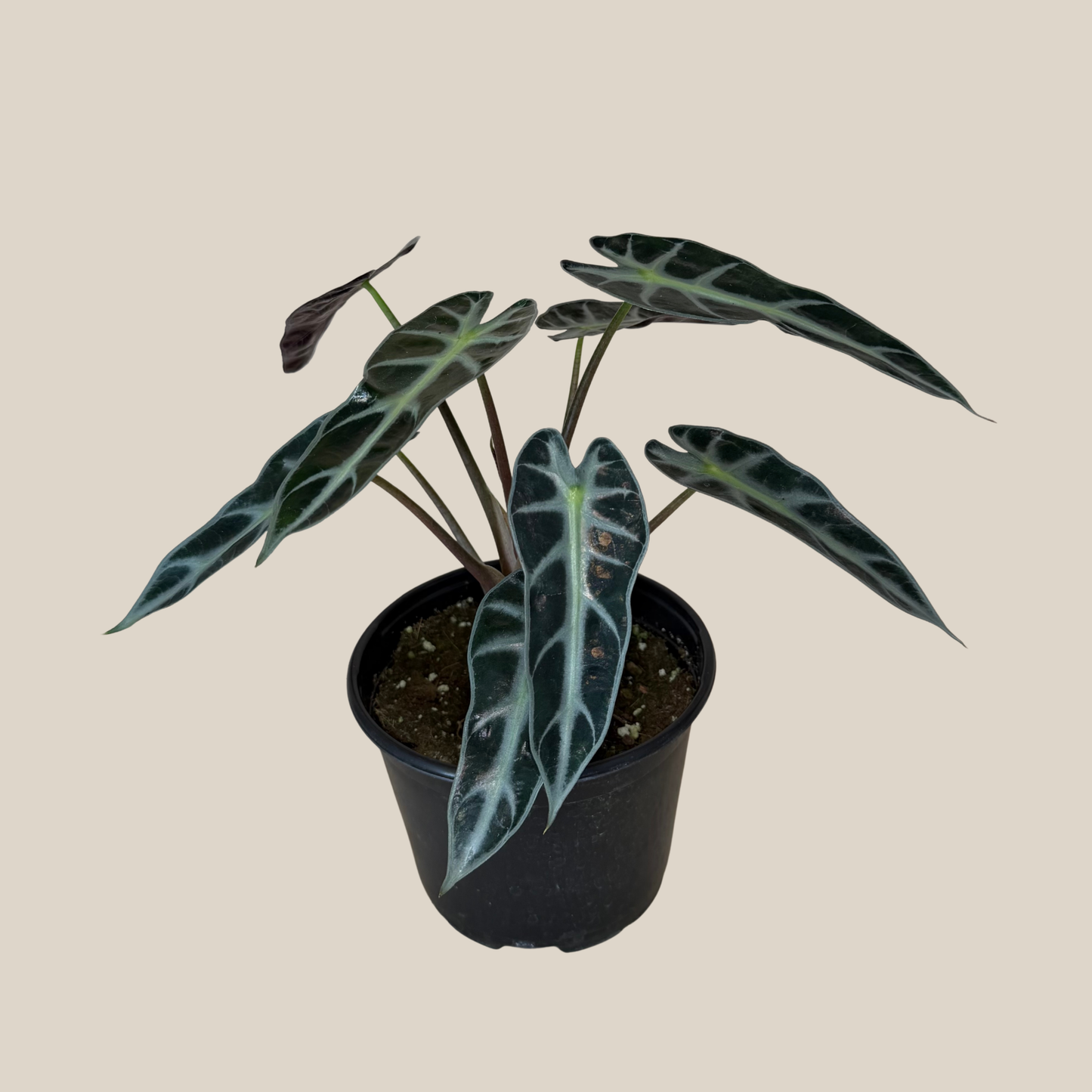 Alocasia Bambino (Alocasia Amazonica 'Bambino') - 6 Inch Indoor Houseplant