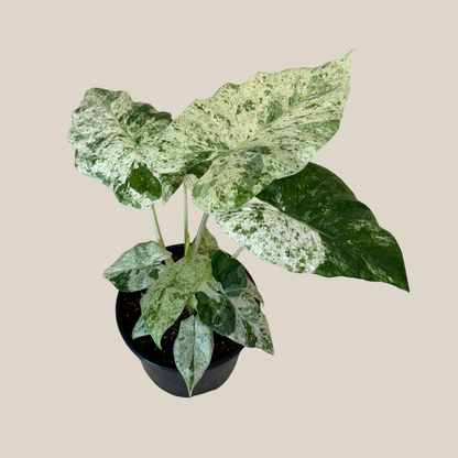 Alocasia Blizzard (Alocasia Odora 'Batik Blizzard') - 6 Inch Indoor Houseplant