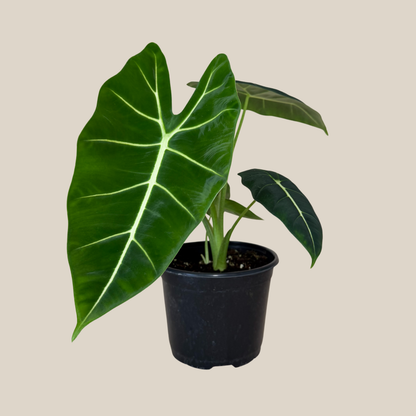 Alocasia Frydek (Alocasia Micholitziana 'Frydek') - 6 Inch Indoor Houseplant