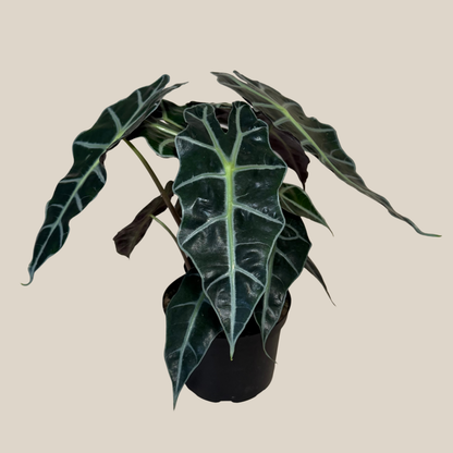 Alocasia Polly (Alocasia x Amazonica 'Polly') - 6 Inch Indoor Houseplant