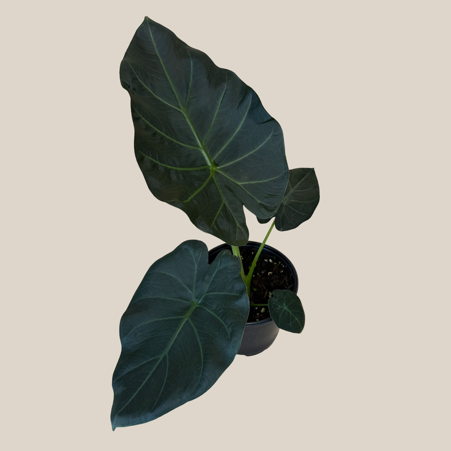 Alocasia Regal Shield (Alocasia Odora x Alocasia Reginula) - 6 Inch Indoor Houseplant