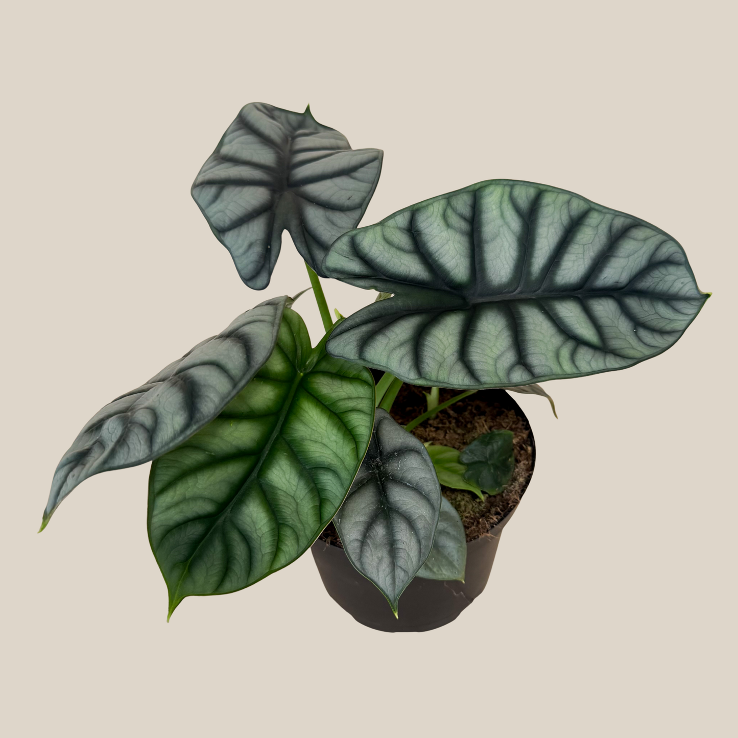Alocasia Silver Dragon (Alocasia Baginda 'Silver Dragon') - 6 Inch Indoor Houseplant