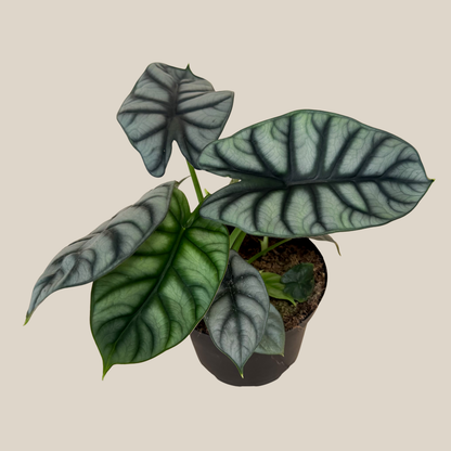 Alocasia Silver Dragon (Alocasia Baginda 'Silver Dragon') - 6 Inch Indoor Houseplant