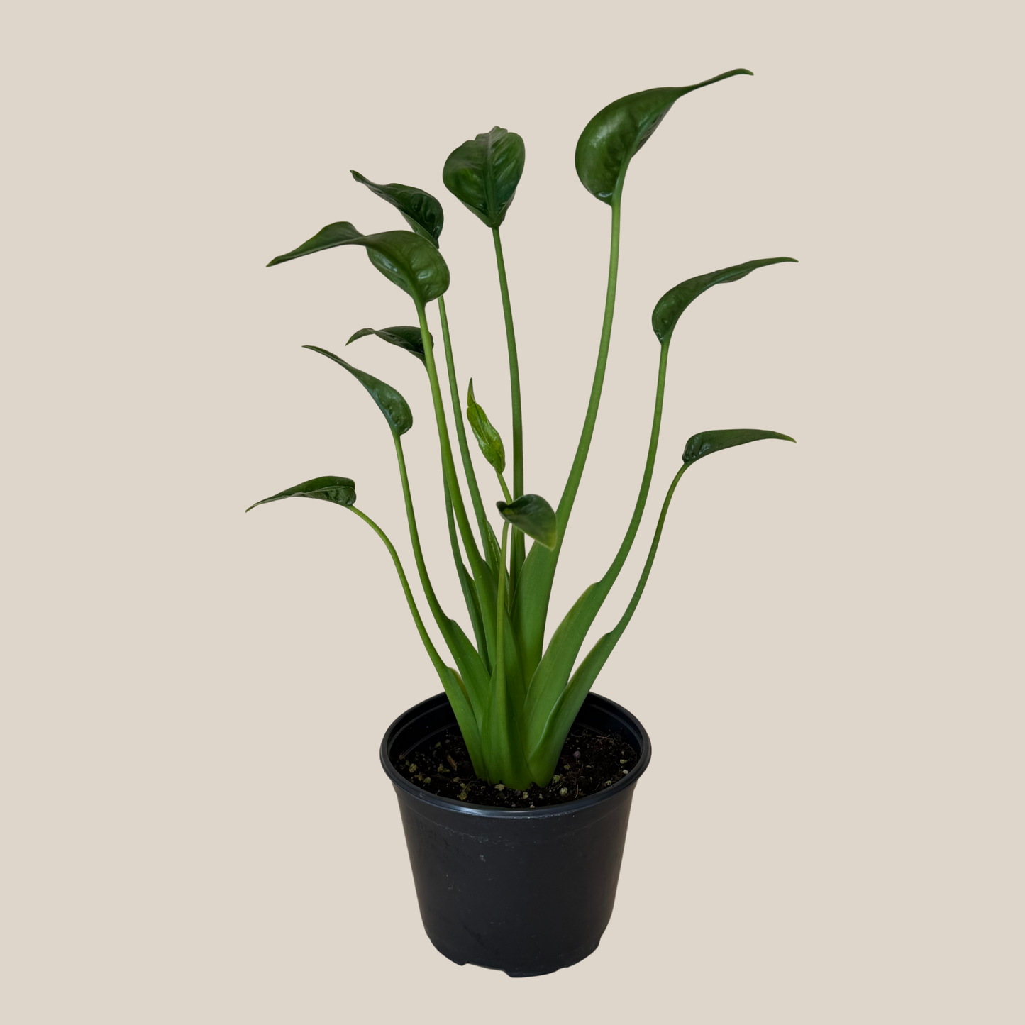 Alocasia Tiny Dancer (Alocasia Brisbanensis x Alocasia Odora 'Tiny Dancer') - 6 Inch Indoor Houseplant