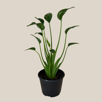 Alocasia Tiny Dancer (Alocasia Brisbanensis x Alocasia Odora 'Tiny Dancer') - 6 Inch Indoor Houseplant