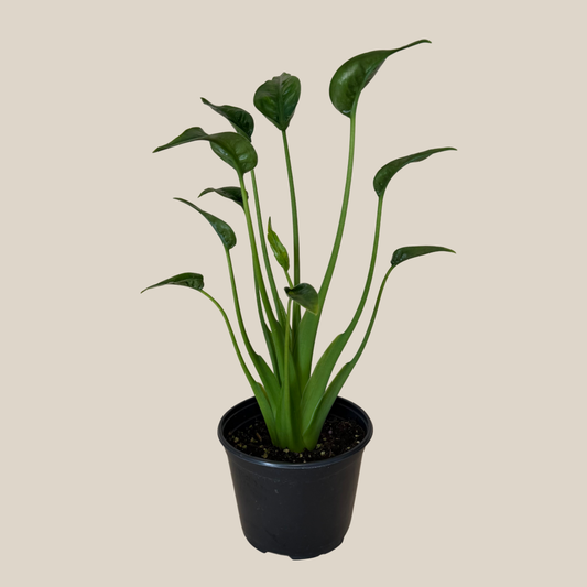 Alocasia Tiny Dancer (Alocasia Brisbanensis x Alocasia Odora 'Tiny Dancer') - 6 Inch Indoor Houseplant