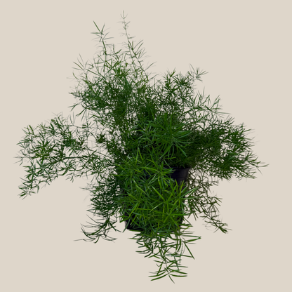 Sprenger's Asparagus Fern (Asparagus Sprengerii) - 6 Inch Indoor Houseplant