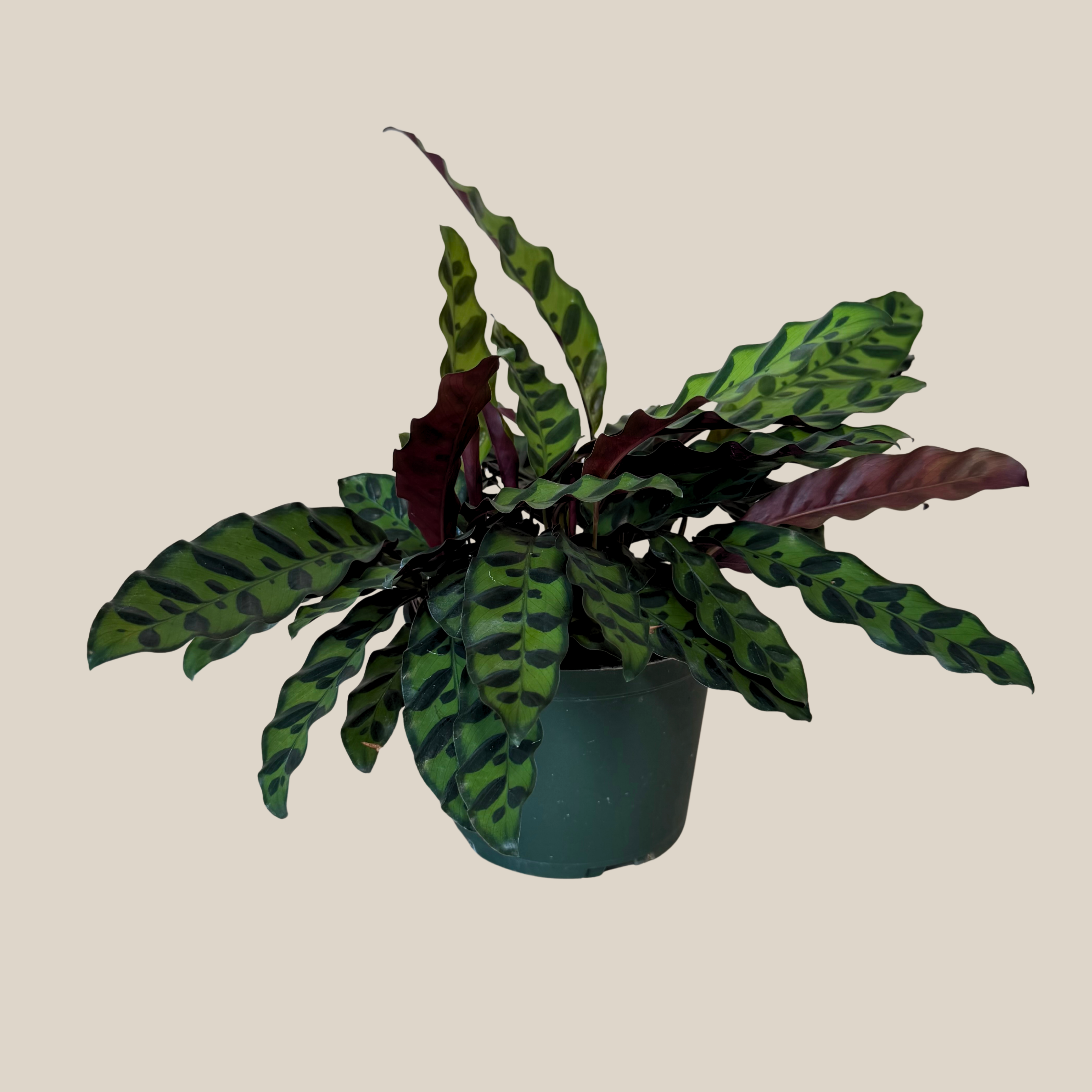 Calathea Rattlesnake (Calathea Lancifolia Goeppertia Insignis) - 6 Inch Indoor Houseplant