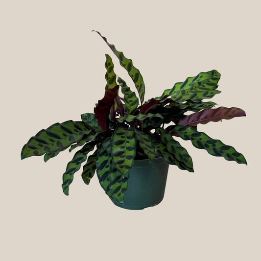Calathea Rattlesnake (Calathea Lancifolia Goeppertia Insignis) - 6 Inch Indoor Houseplant