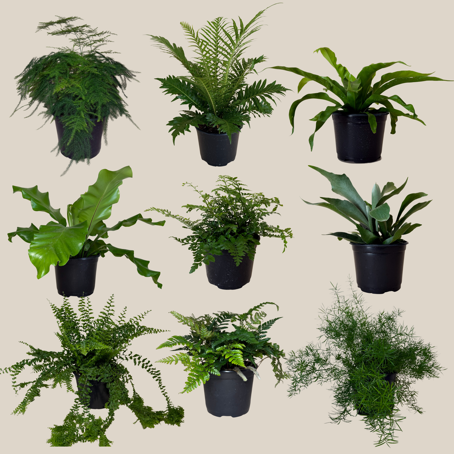 Mystery Ferns 4 Pack - 6 Inch Indoor Houseplants