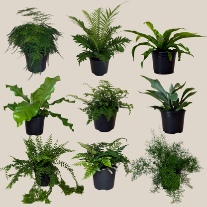 Mystery Ferns 4 Pack - 6 Inch Indoor Houseplants